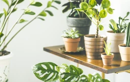 観葉植物の成長