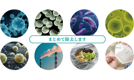 観葉植物の成長